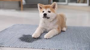 Pet urine treatment service